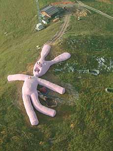 Lapin rose géant 1.jpg